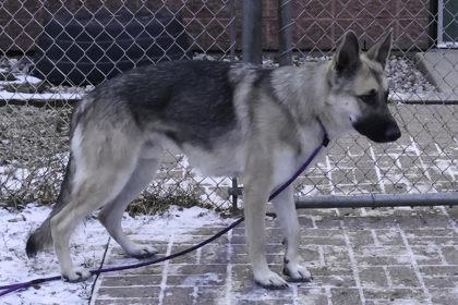 Mr. Big Ears, Adoptable, Adult Male German Shepherd Dog & Mixed Breed.