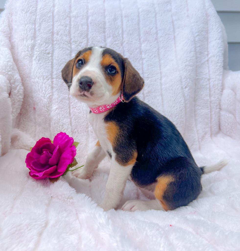 Winona, Adopted, Puppy Female Mixed Breed.