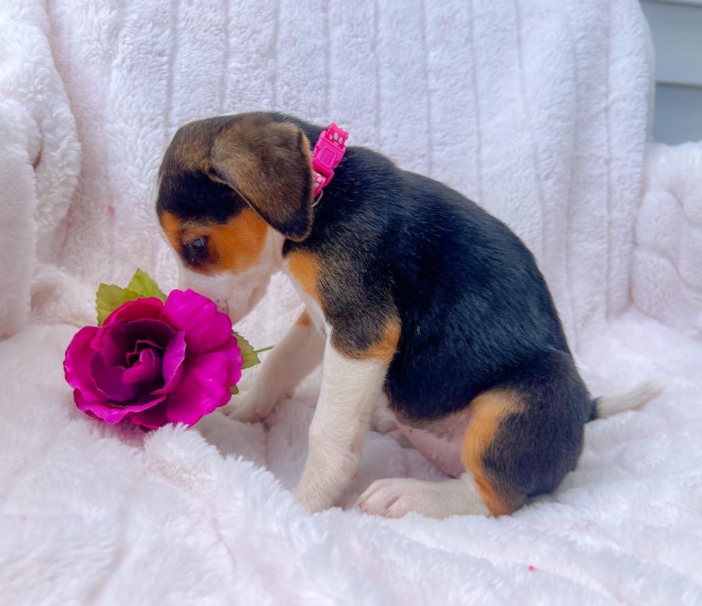 Enlarge Winona, a Adopted mixed breed in Murray, KY image 2/2