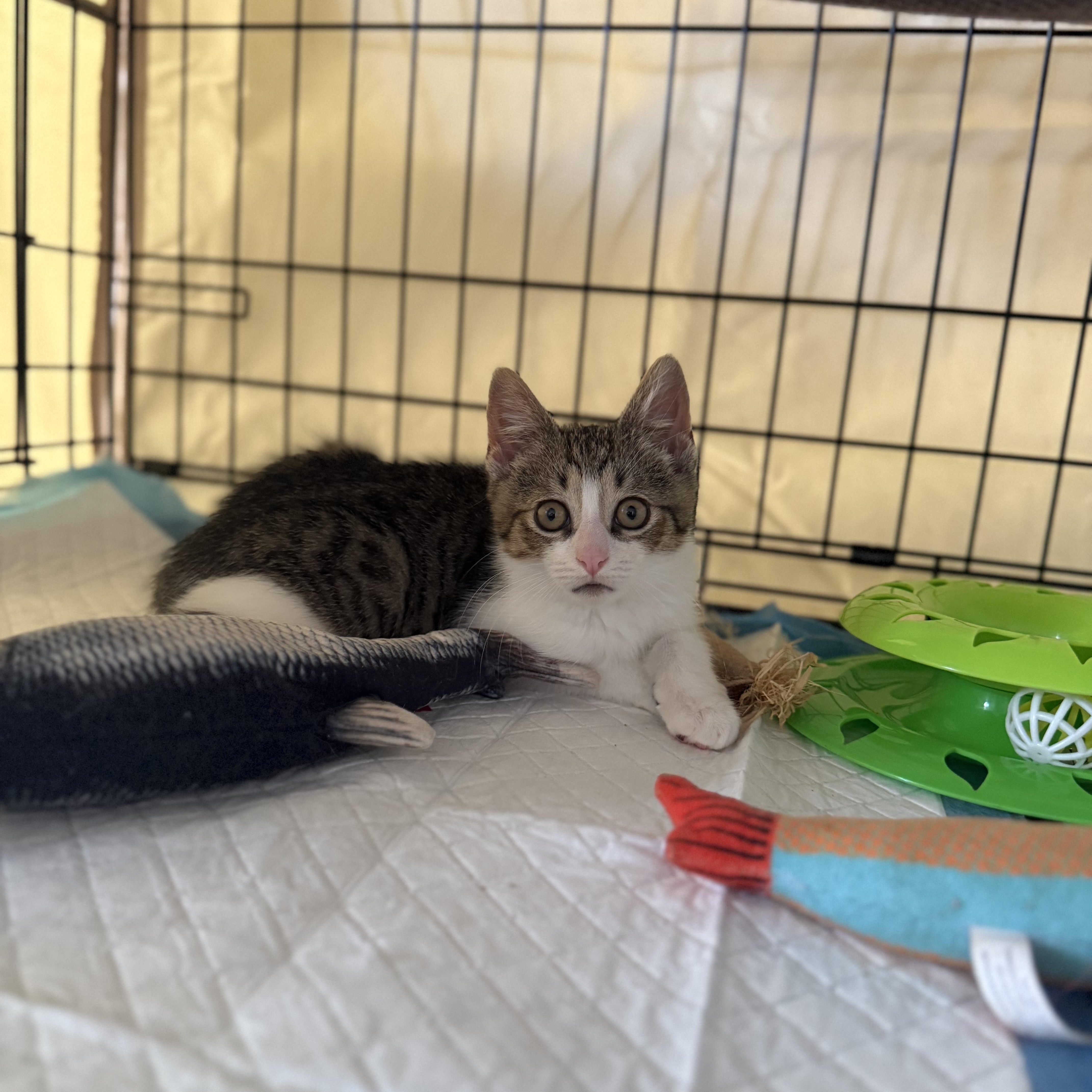 Enlarge Archie, a ADOPTABLE American Shorthair in Brooklyn, NY image 1/1