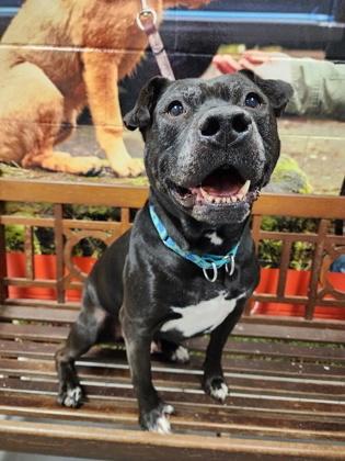 Enlarge Harper (the Most Terrific Fella), a Adoptable Pit Bull Terrier in Lafayette, IN image 1/3