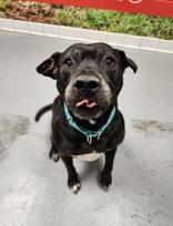 Enlarge Harper (the Most Terrific Fella), a Adoptable Pit Bull Terrier in Lafayette, IN image 2/3