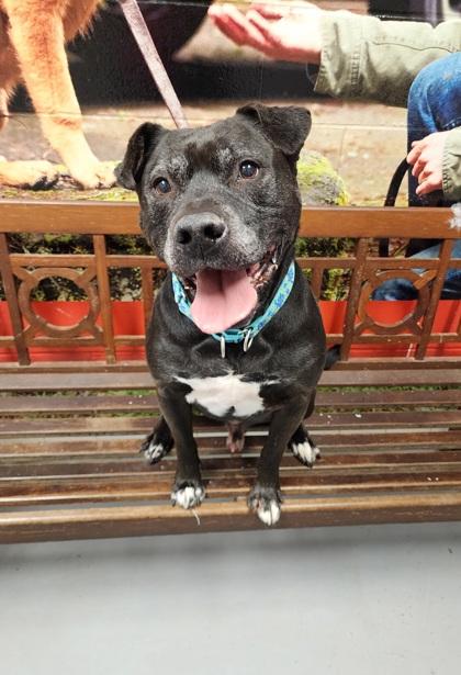 Enlarge Harper (the Most Terrific Fella), a Adoptable Pit Bull Terrier in Lafayette, IN image 3/3
