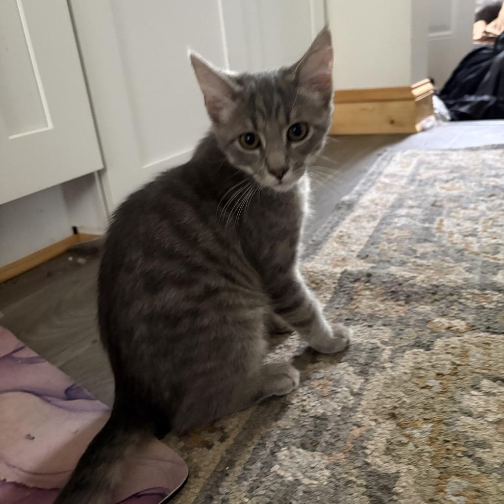 Enlarge Lynx, a Adoptable Domestic Short Hair in Silver Spring, MD image 1/4