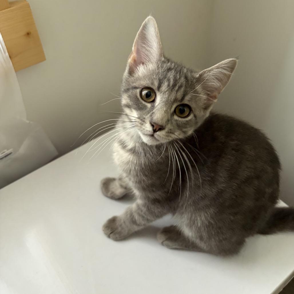 Enlarge Lynx, a Adoptable Domestic Short Hair in Silver Spring, MD image 2/4