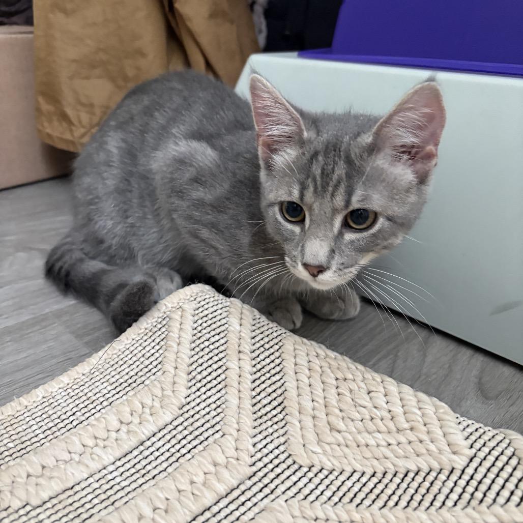 Enlarge Lynx, a Adoptable Domestic Short Hair in Silver Spring, MD image 3/4