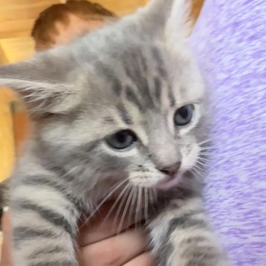 Enlarge Lynx, a Adoptable Domestic Short Hair in Silver Spring, MD image 4/4