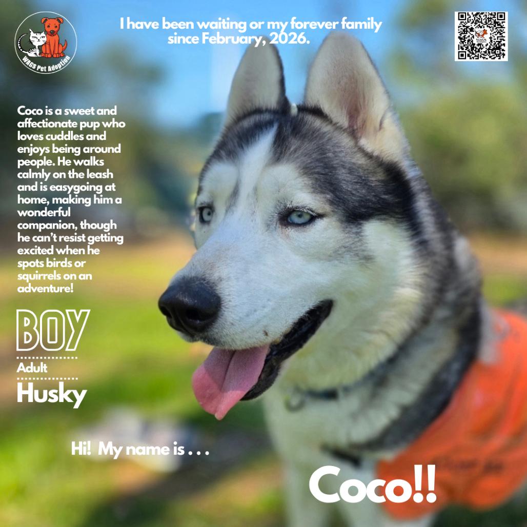 Coco, Adoptable, Adult Male Husky.