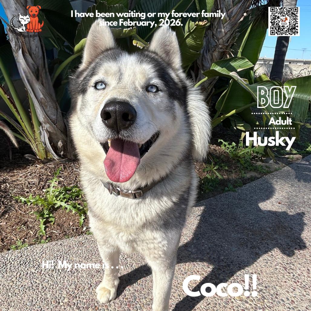 Enlarge Coco, a Adoptable Husky in Westminster, CA image 2/2