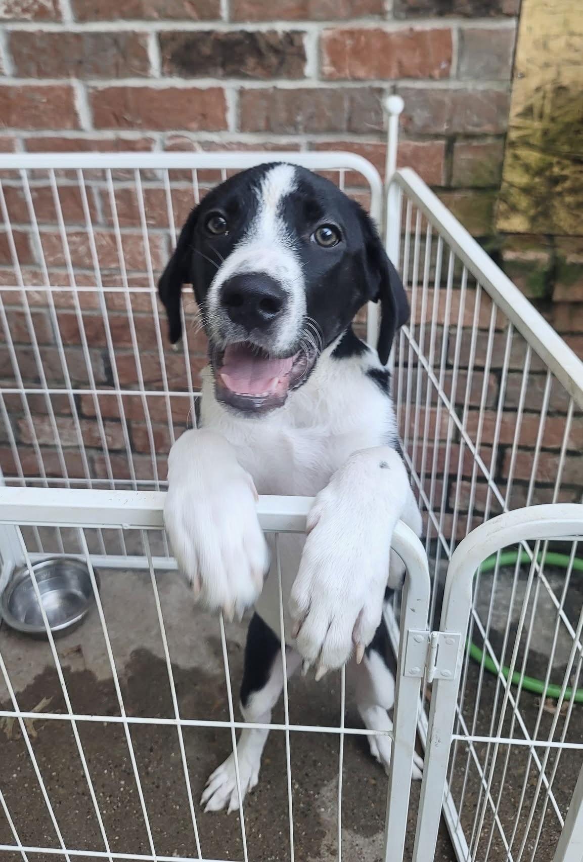 Enlarge Hilary, a Adoptable mixed breed in Spring, TX image 2/4