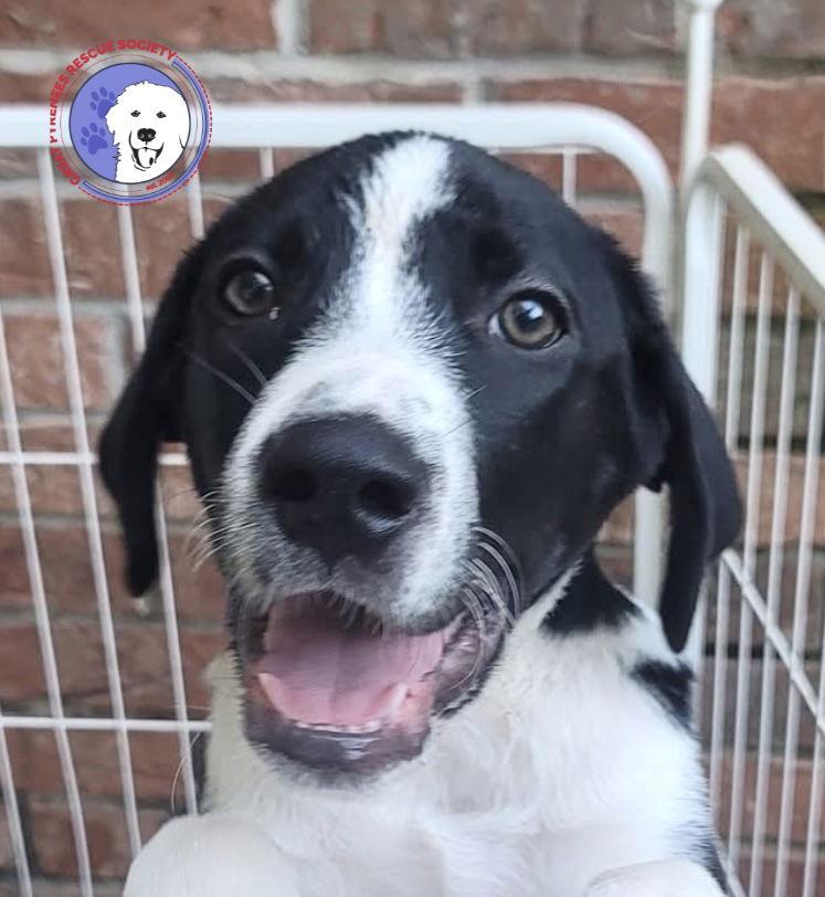 Enlarge Hilary, a Adoptable mixed breed in Spring, TX image 3/4