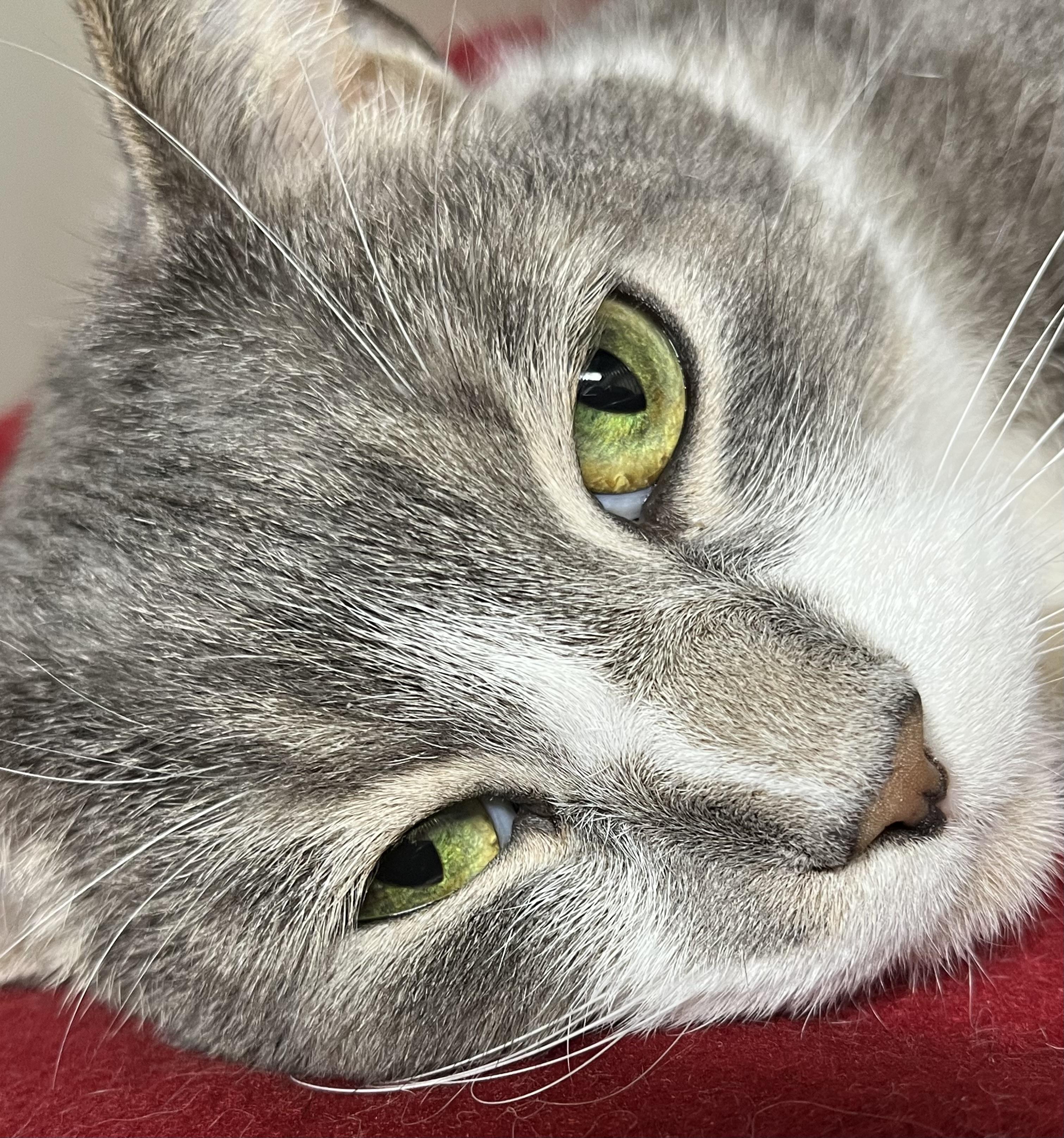 Christian, Adult Male Domestic Short Hair