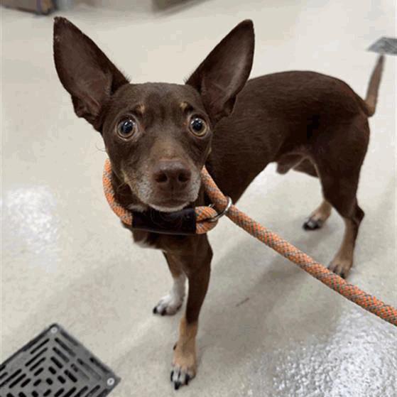 Enlarge Fondu, a Adoptable Chihuahua in Houston, TX image 1/2