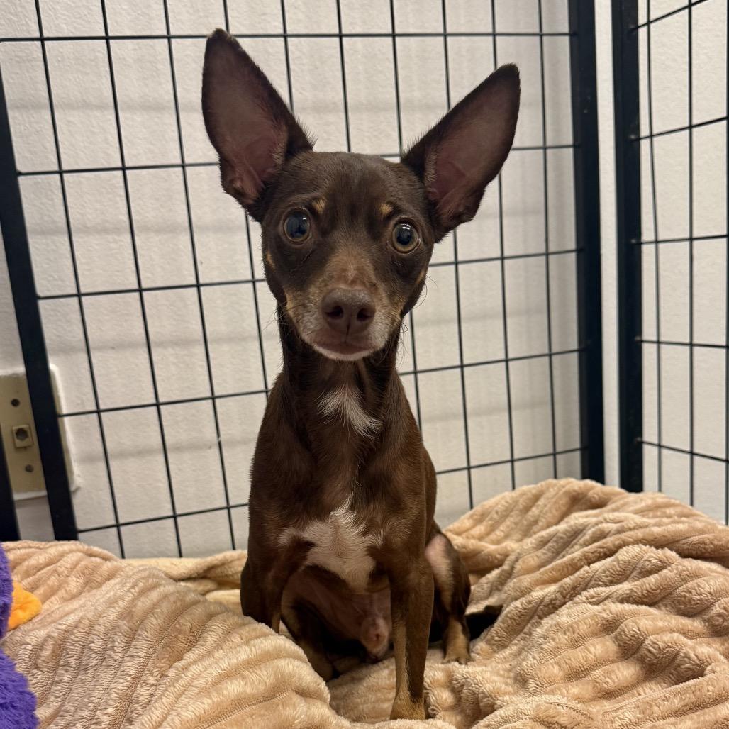 Enlarge Fondu, a Adoptable Chihuahua in Houston, TX image 2/2