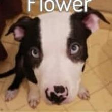 Enlarge Blue (Flower), a Adoptable American Staffordshire Terrier in Lompoc, CA image 1/1