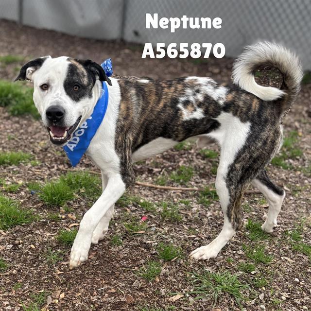 NEPTUNE, Adoptable, Adult Male Pit Bull Terrier.