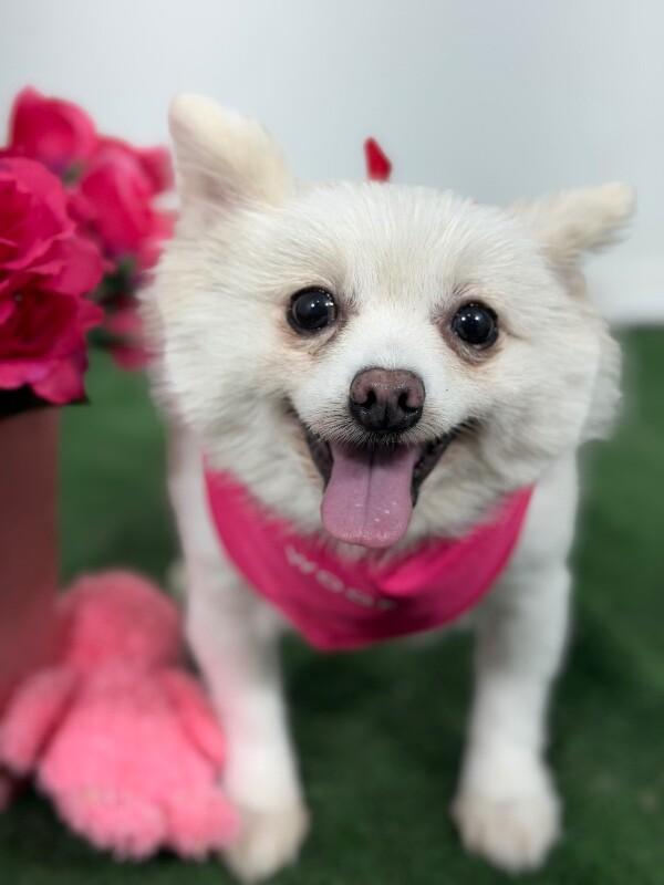 Diva-One of our Amazing Rescue Dogs, adopted, Adult Female Pomeranian & Mixed Breed.