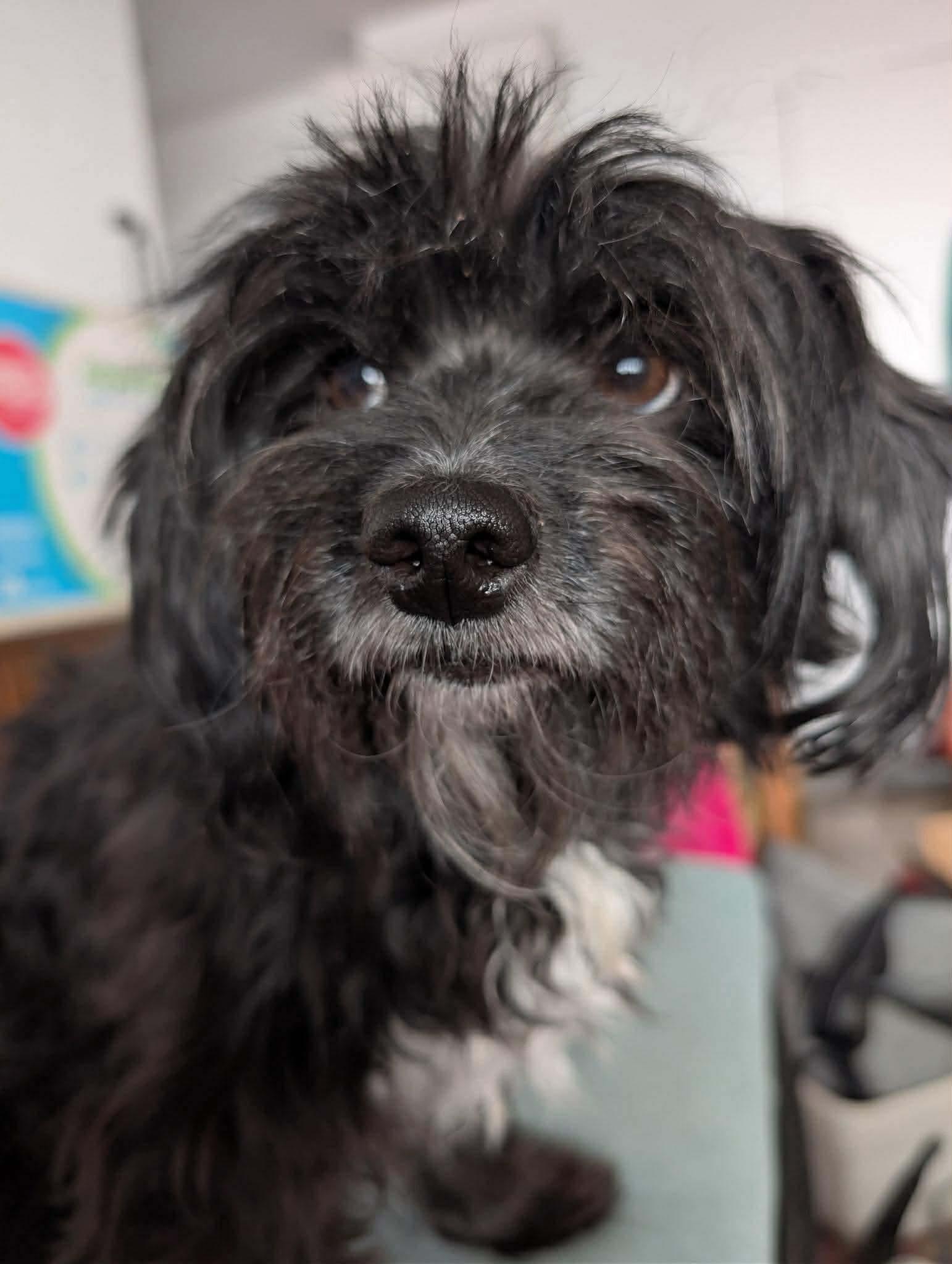 LAYA, an adopted mixed breed in Richmond Hill , ON image 2/2