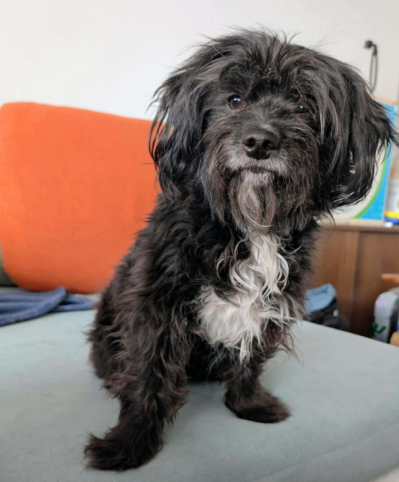 LAYA, an adopted mixed breed in Richmond Hill , ON image 1/2