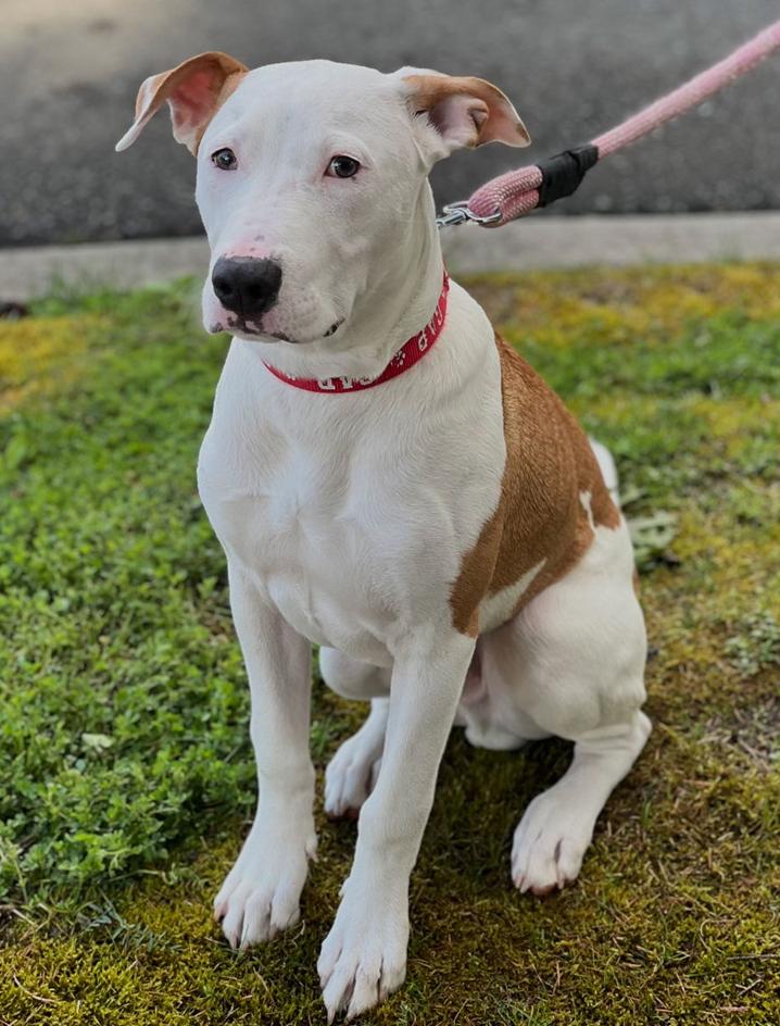 Enlarge Toad, a Adoptable mixed breed in Bothell, WA image 1/3
