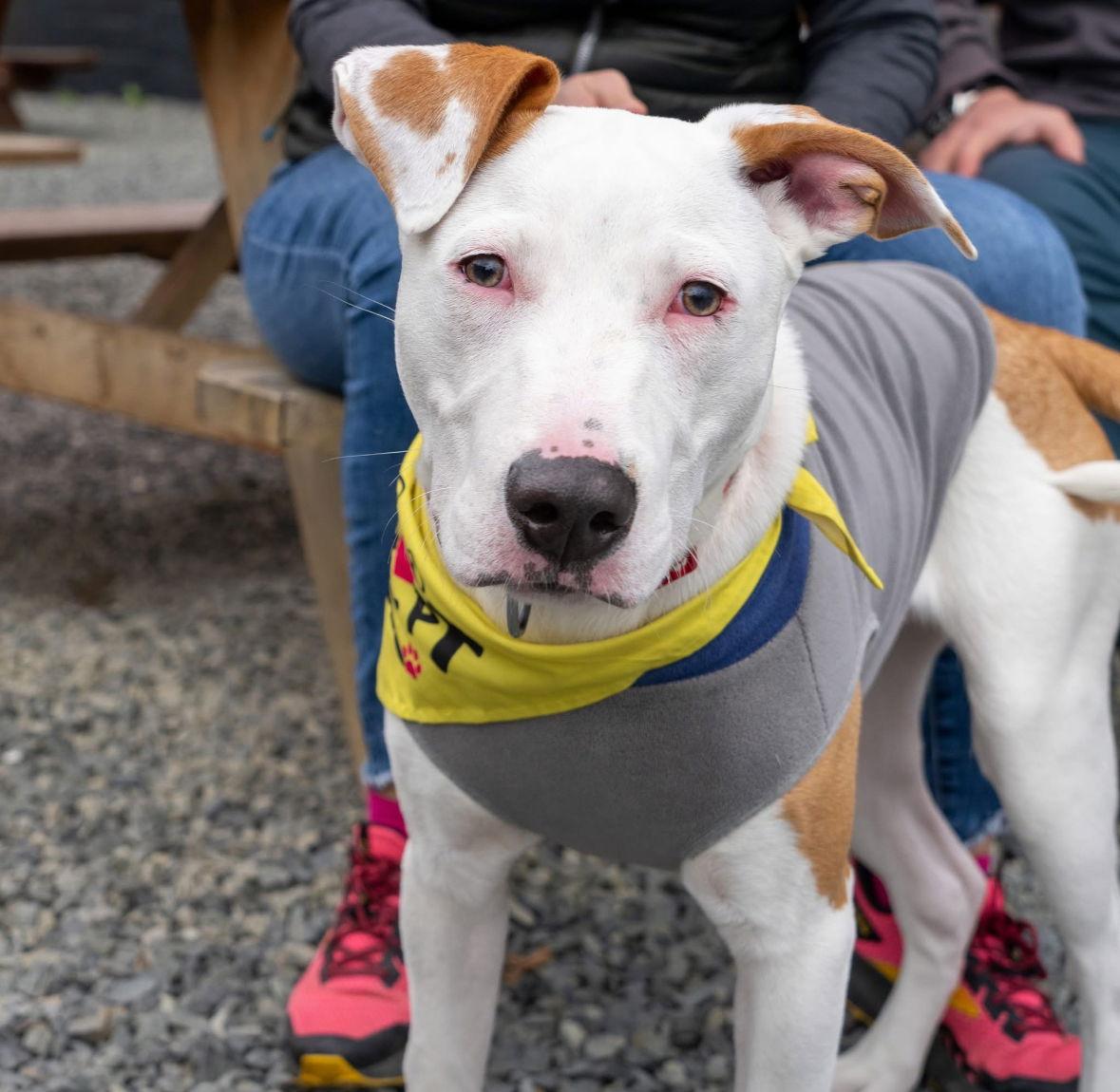 Enlarge Toad, a Adoptable mixed breed in Bothell, WA image 3/3