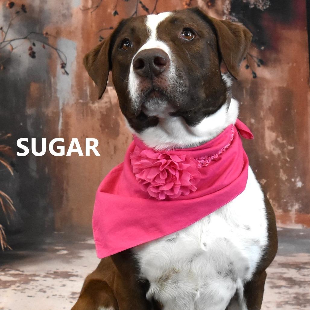 Sugar, Adoptable, Adult Female Pit Bull Terrier & Mixed Breed.