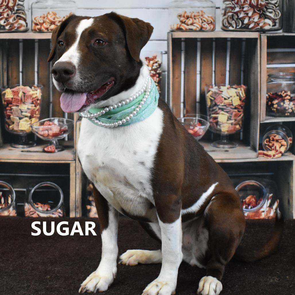 Enlarge Sugar, a Adoptable mixed breed in Yuma, AZ image 2/4