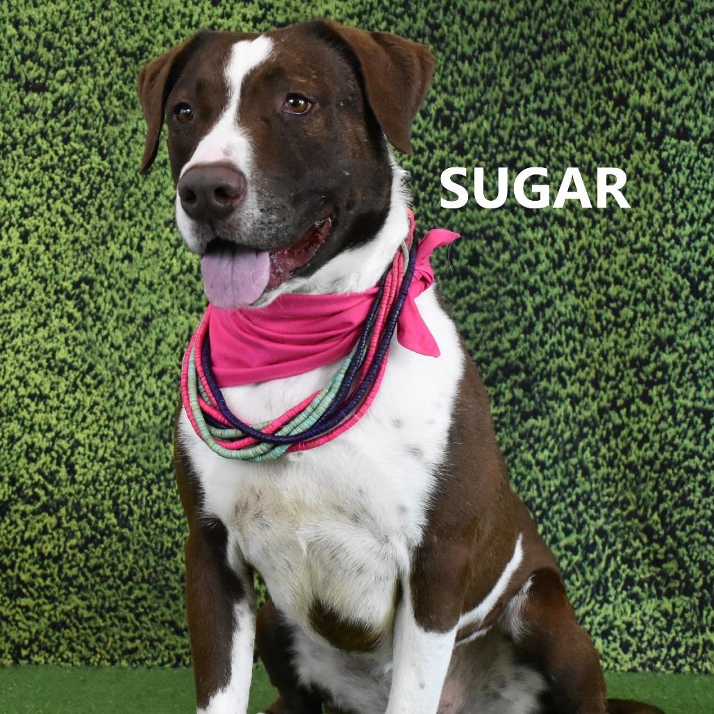 Enlarge Sugar, a Adoptable mixed breed in Yuma, AZ image 2/3