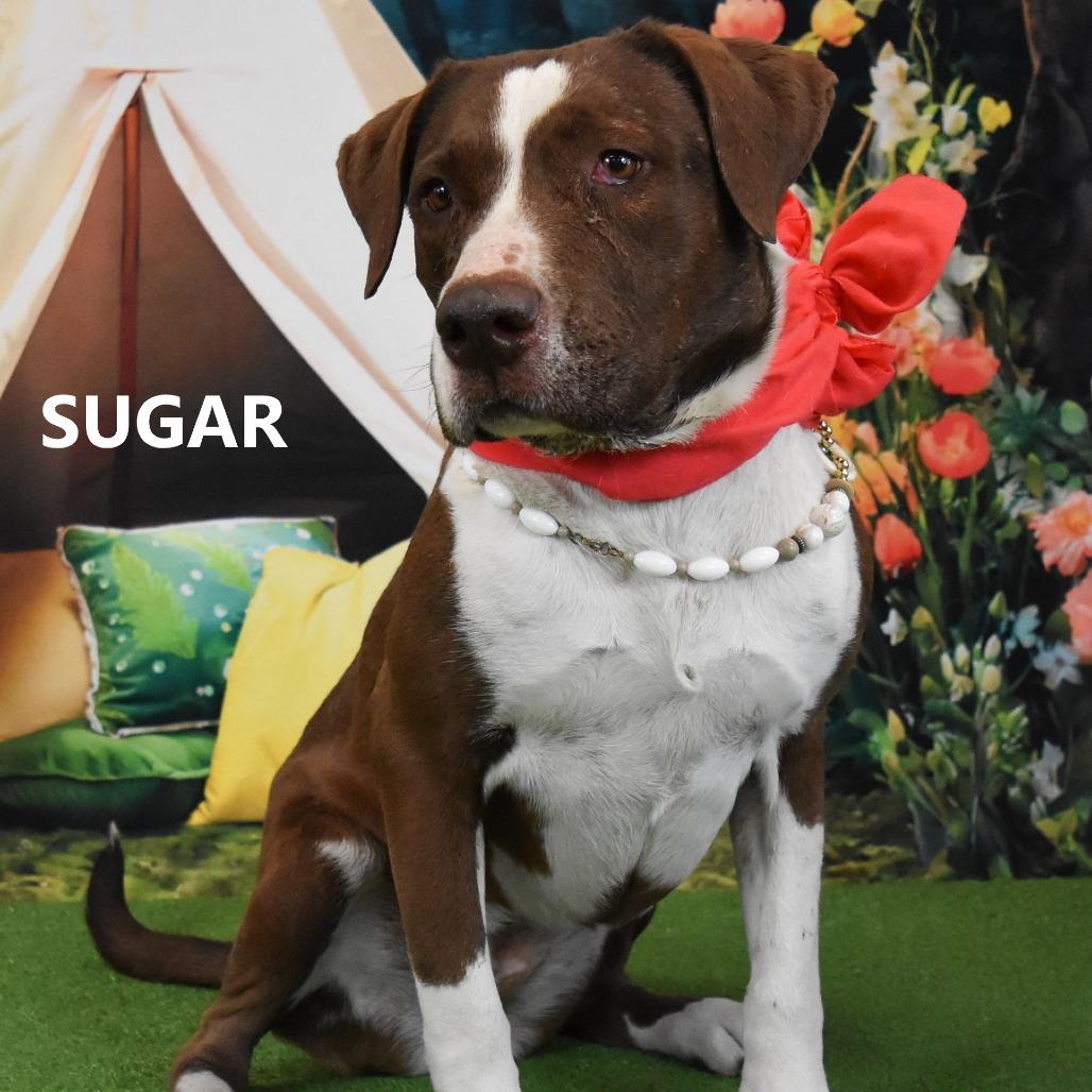 Sugar, a Adoptable mixed breed in Yuma, AZ image 2/2