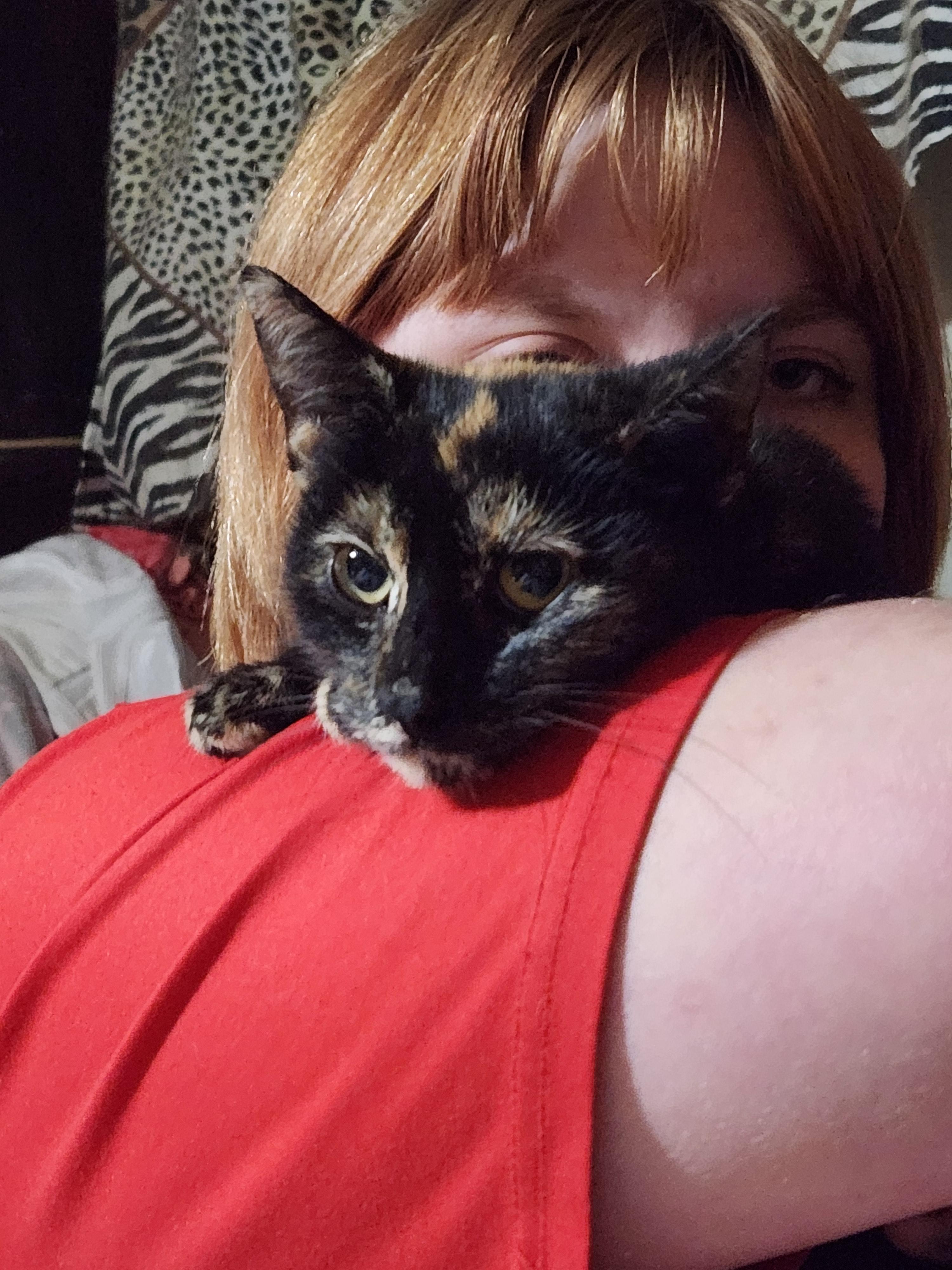 Enlarge Assassin , a ADOPTABLE Tortoiseshell in Mount Pleasant, TX image 1/2