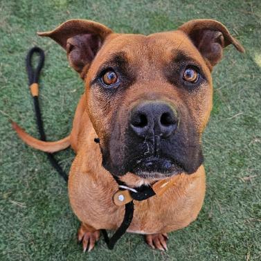 Enlarge Tater Tot, a Adoptable mixed breed in Fort Collins, CO image 1/6