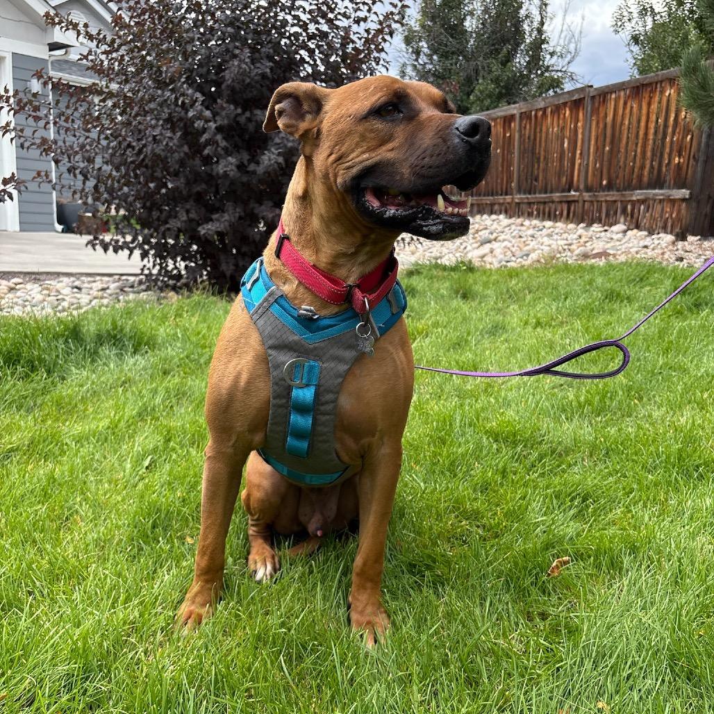 Enlarge Tater Tot, a Adoptable mixed breed in Fort Collins, CO image 2/6