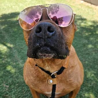 Enlarge Tater Tot, a Adoptable mixed breed in Fort Collins, CO image 3/6