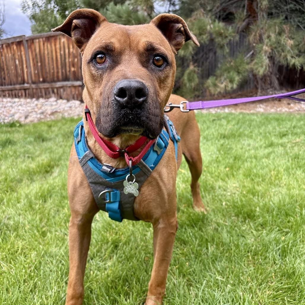 Enlarge Tater Tot, a Adoptable mixed breed in Fort Collins, CO image 4/6