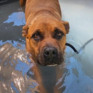 Enlarge Tater Tot, a Adoptable mixed breed in Fort Collins, CO image 5/6