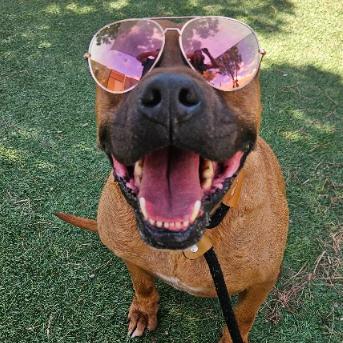 Enlarge Tater Tot, a Adoptable mixed breed in Fort Collins, CO image 6/6