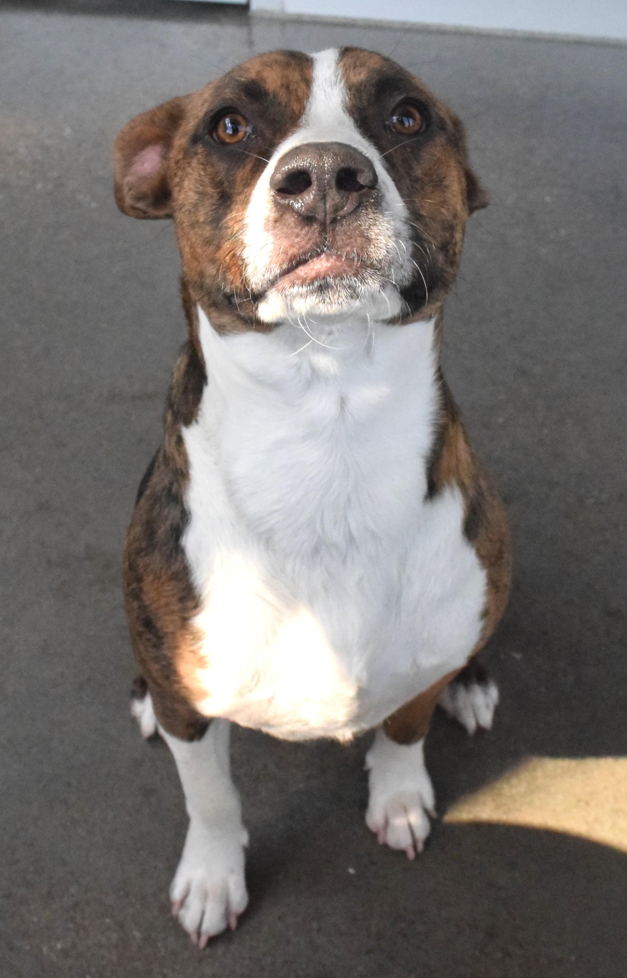 Enlarge #21846, an adopted Pit Bull Terrier in Broken Arrow, OK image 1/1