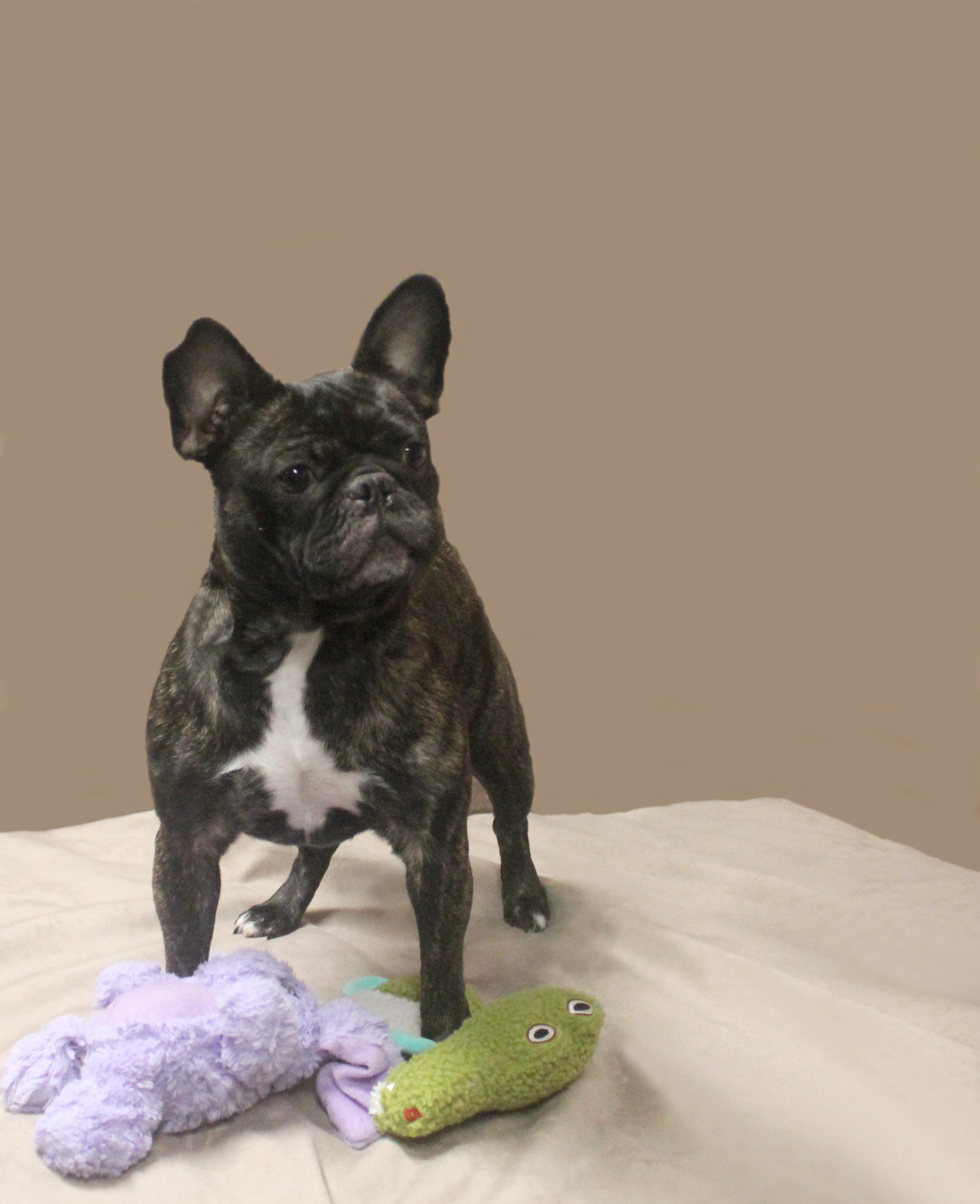 ROXY, a Adoptable French Bulldog in Floral City, FL image 1/6
