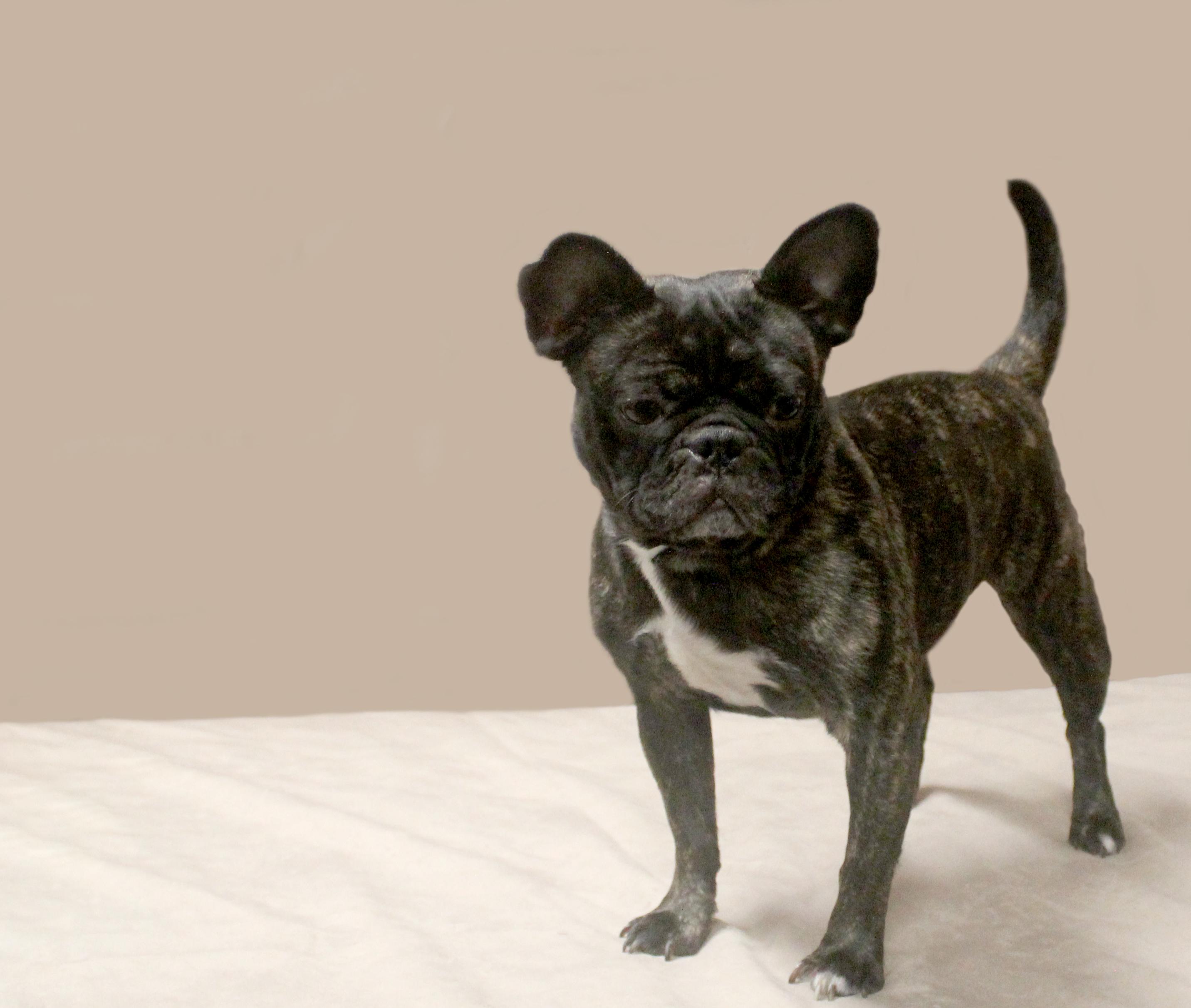 ROXY, a Adoptable French Bulldog in Floral City, FL image 2/6