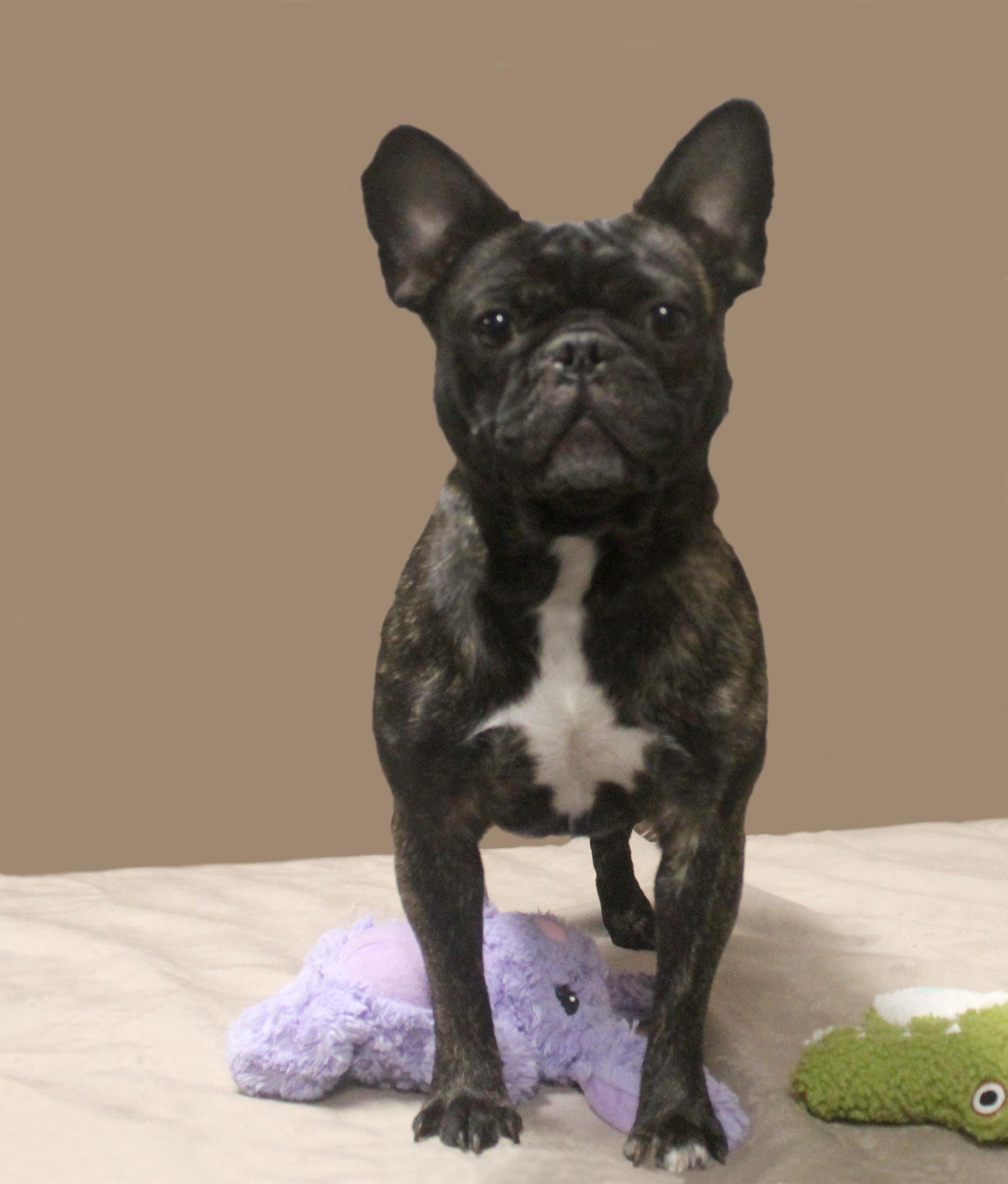 ROXY, a Adoptable French Bulldog in Floral City, FL image 5/6