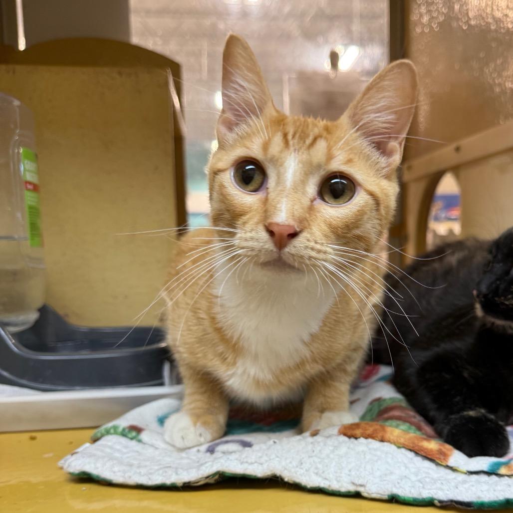Queso, Adoptable, Young Male Domestic Medium Hair.