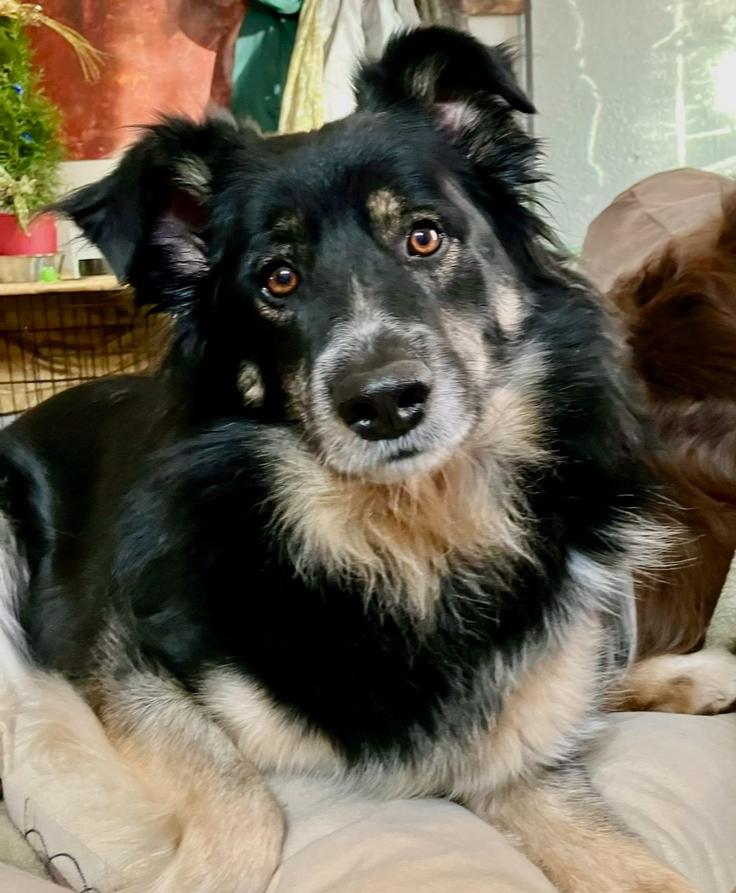 Enlarge 0931 Bella NKA Ella, a Adoptable Australian Shepherd in Ringwood, IL image 1/6