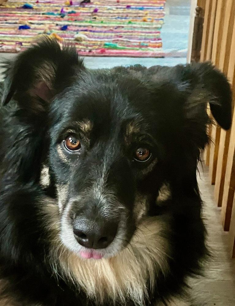 Enlarge 0931 Bella NKA Ella, a Adoptable Australian Shepherd in Ringwood, IL image 2/6