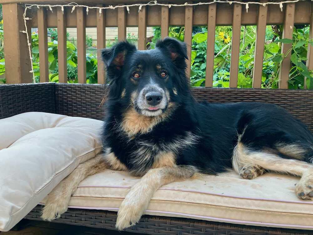 Enlarge 0931 Bella NKA Ella, a Adoptable Australian Shepherd in Ringwood, IL image 3/6