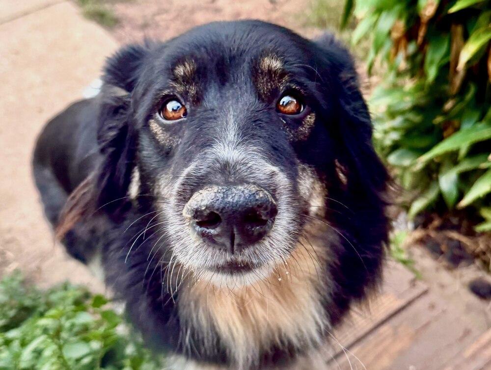 Enlarge 0931 Bella NKA Ella, a Adoptable Australian Shepherd in Ringwood, IL image 4/6