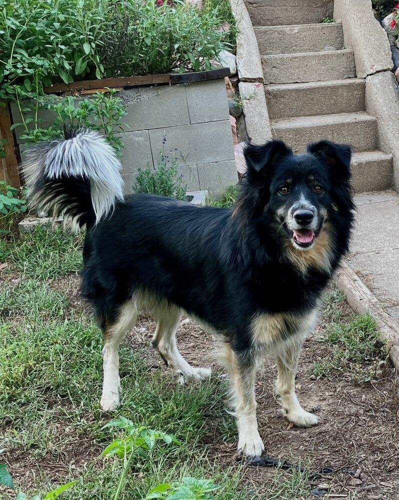 Enlarge 0931 Bella NKA Ella, a Adoptable Australian Shepherd in Ringwood, IL image 5/6