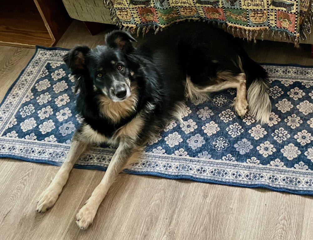 Enlarge 0931 Bella NKA Ella, a Adoptable Australian Shepherd in Ringwood, IL image 6/6