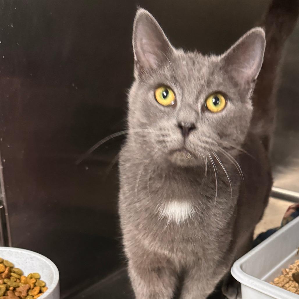 Enlarge Lumiere, a Adoptable Domestic Short Hair in Marion, VA image 2/2