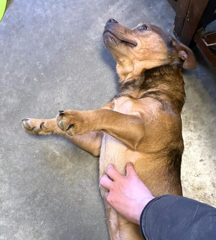 Enlarge Bud, a ADOPTABLE mixed breed in Sulphur, KY image 4/6