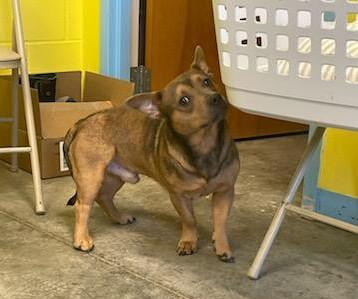 Enlarge Bud, a ADOPTABLE mixed breed in Sulphur, KY image 5/6